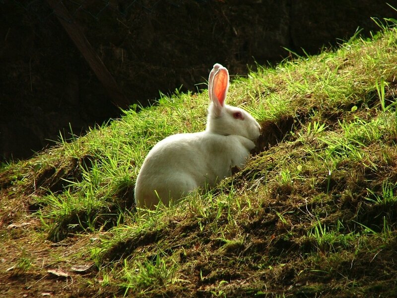 White Rabbit on Grass