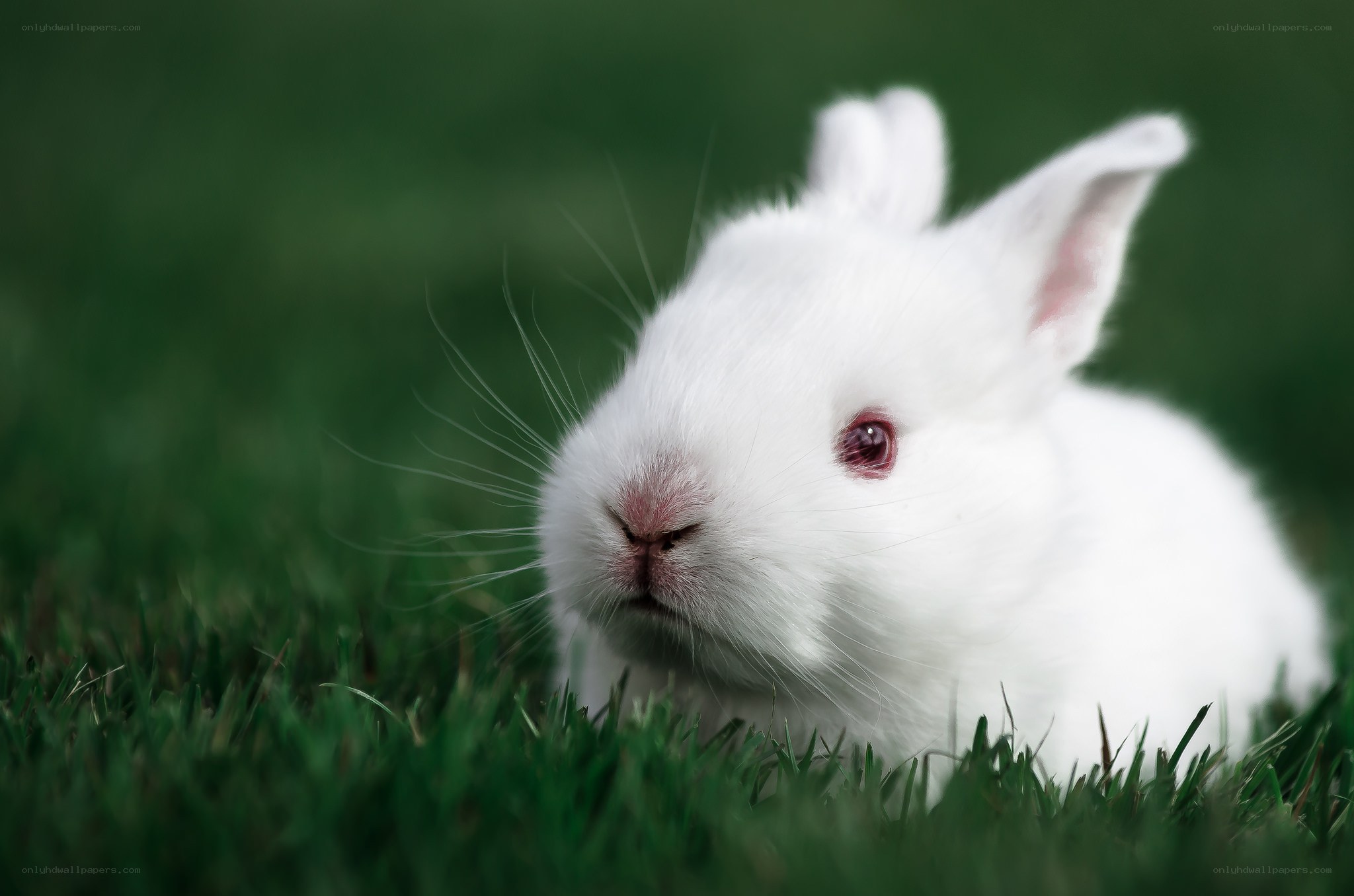 White rabbit on green grass