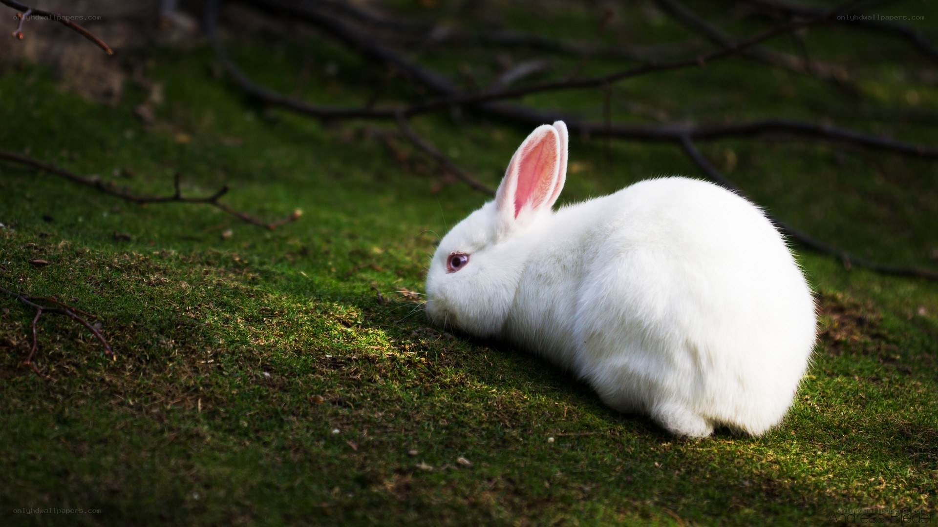 White rabbit on green grass