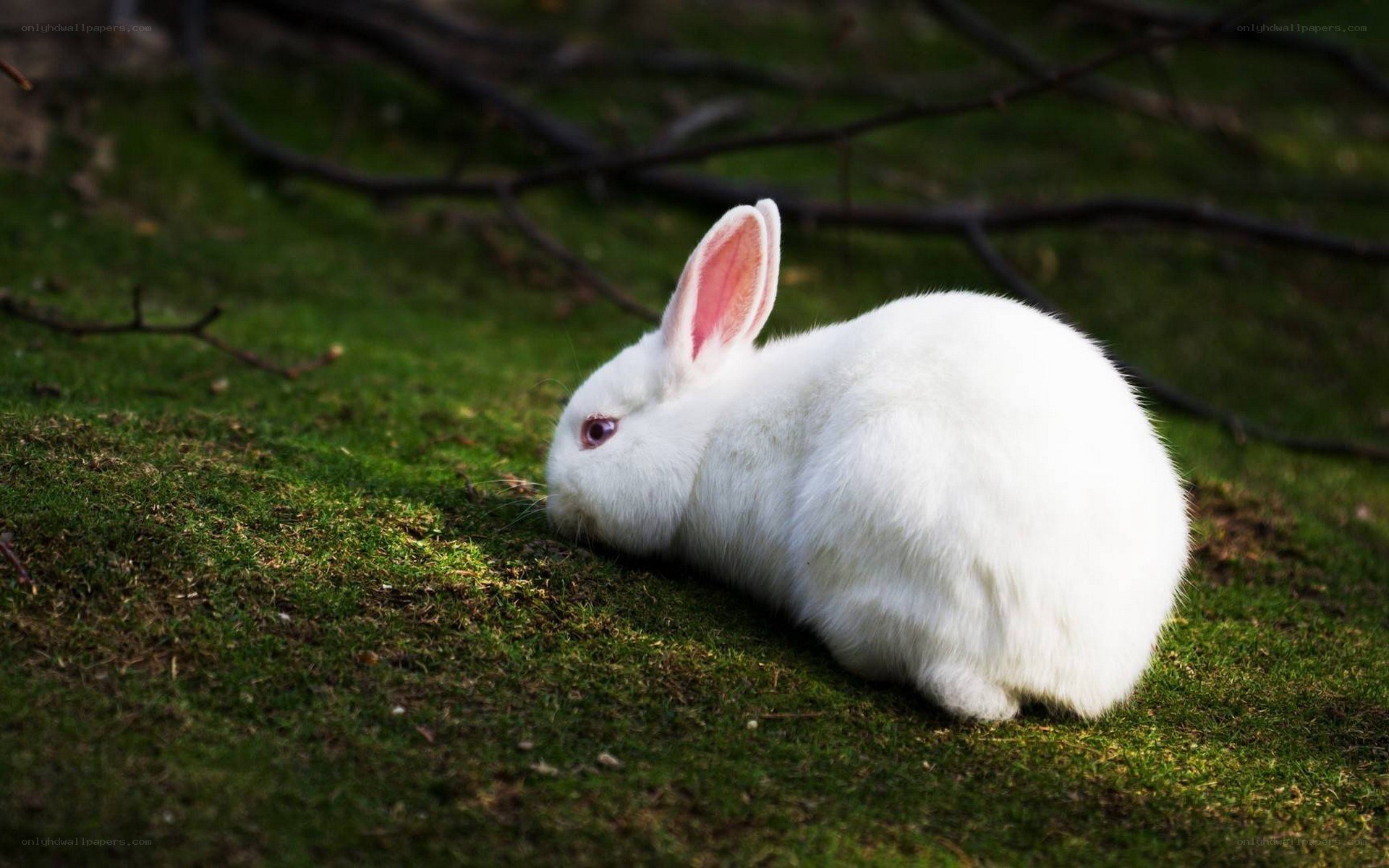 White rabbit on green grass