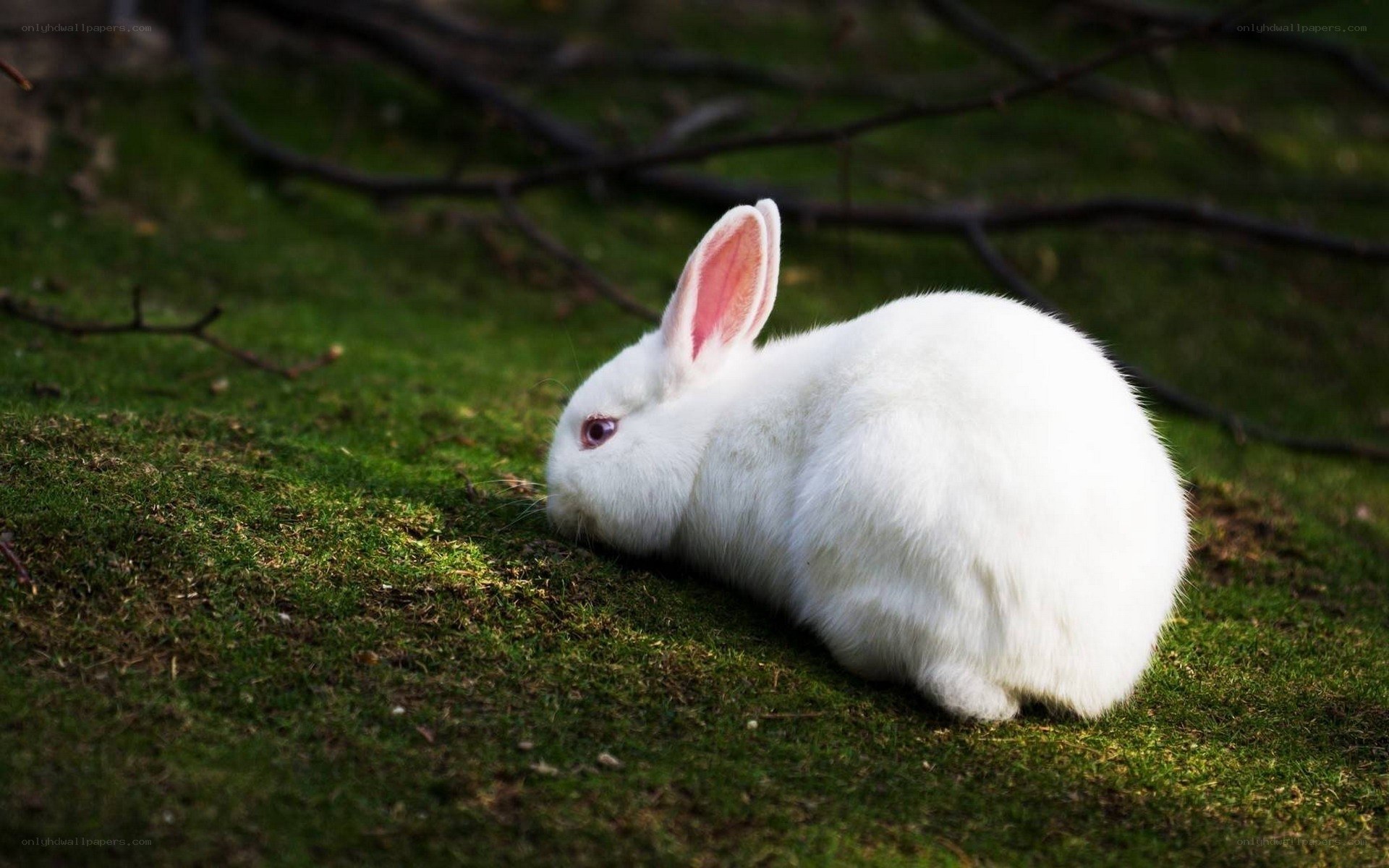 White rabbit on green grass