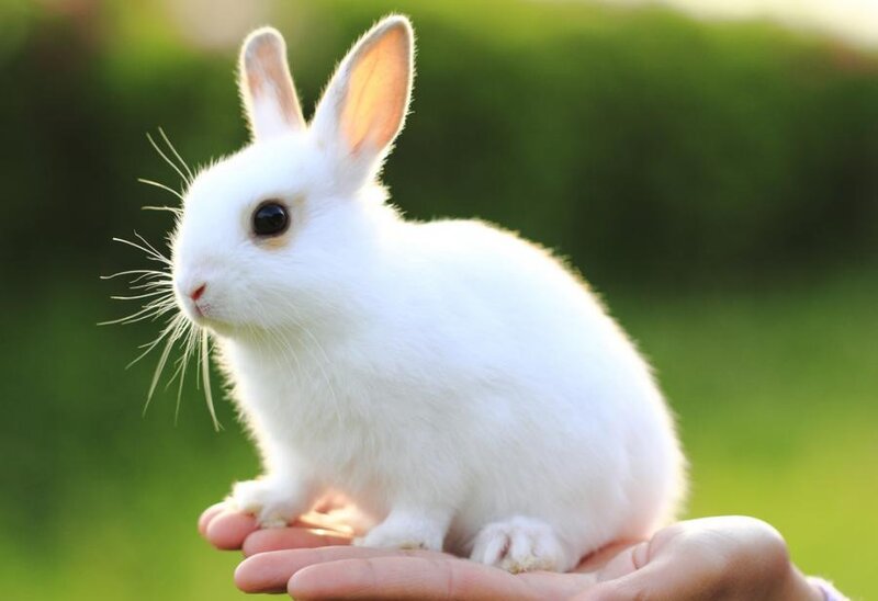 White Rabbit on Hand