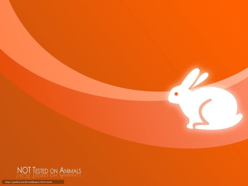White rabbit on orange background