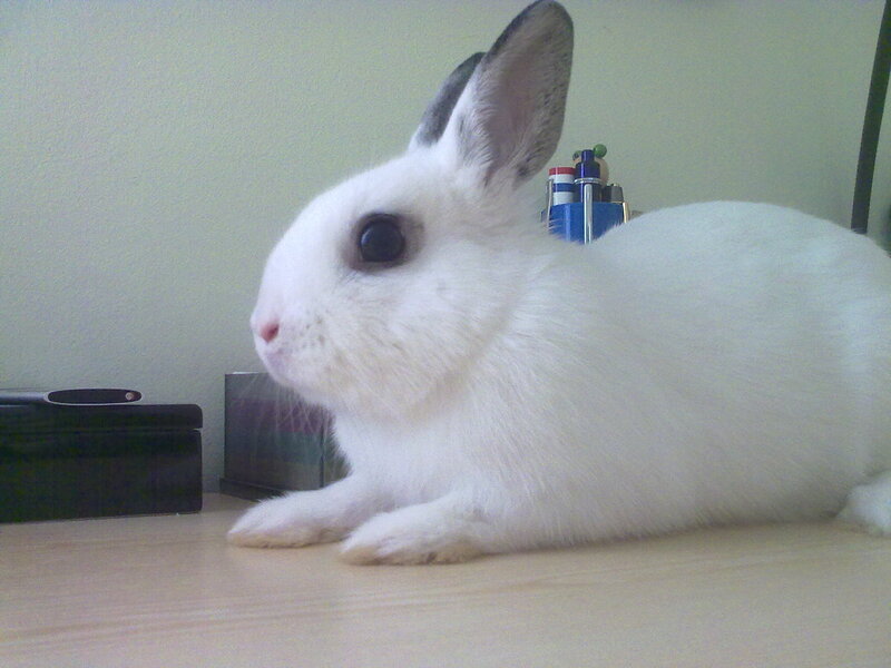 White Rabbit on Table