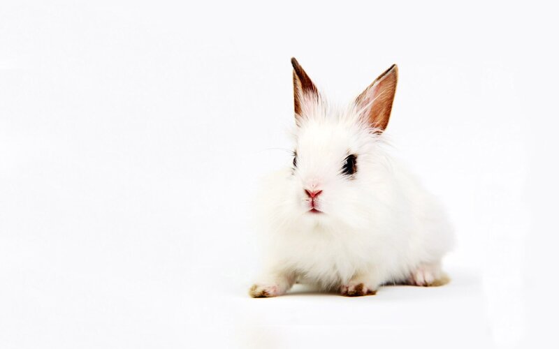 white rabbit on white background