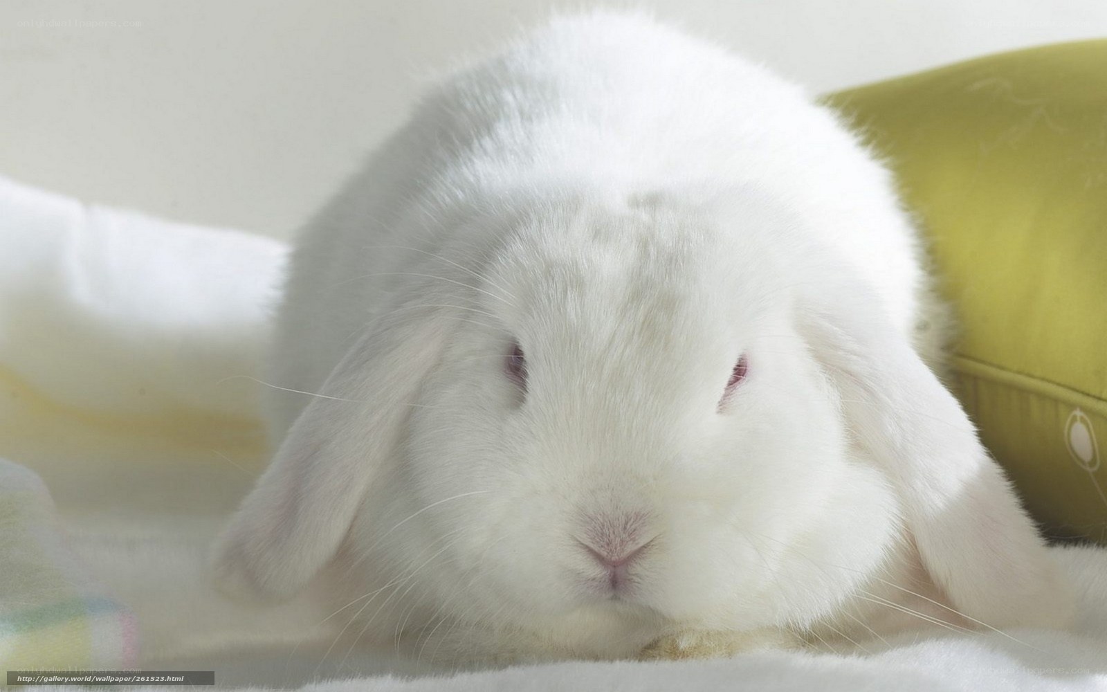 white rabbit resting
