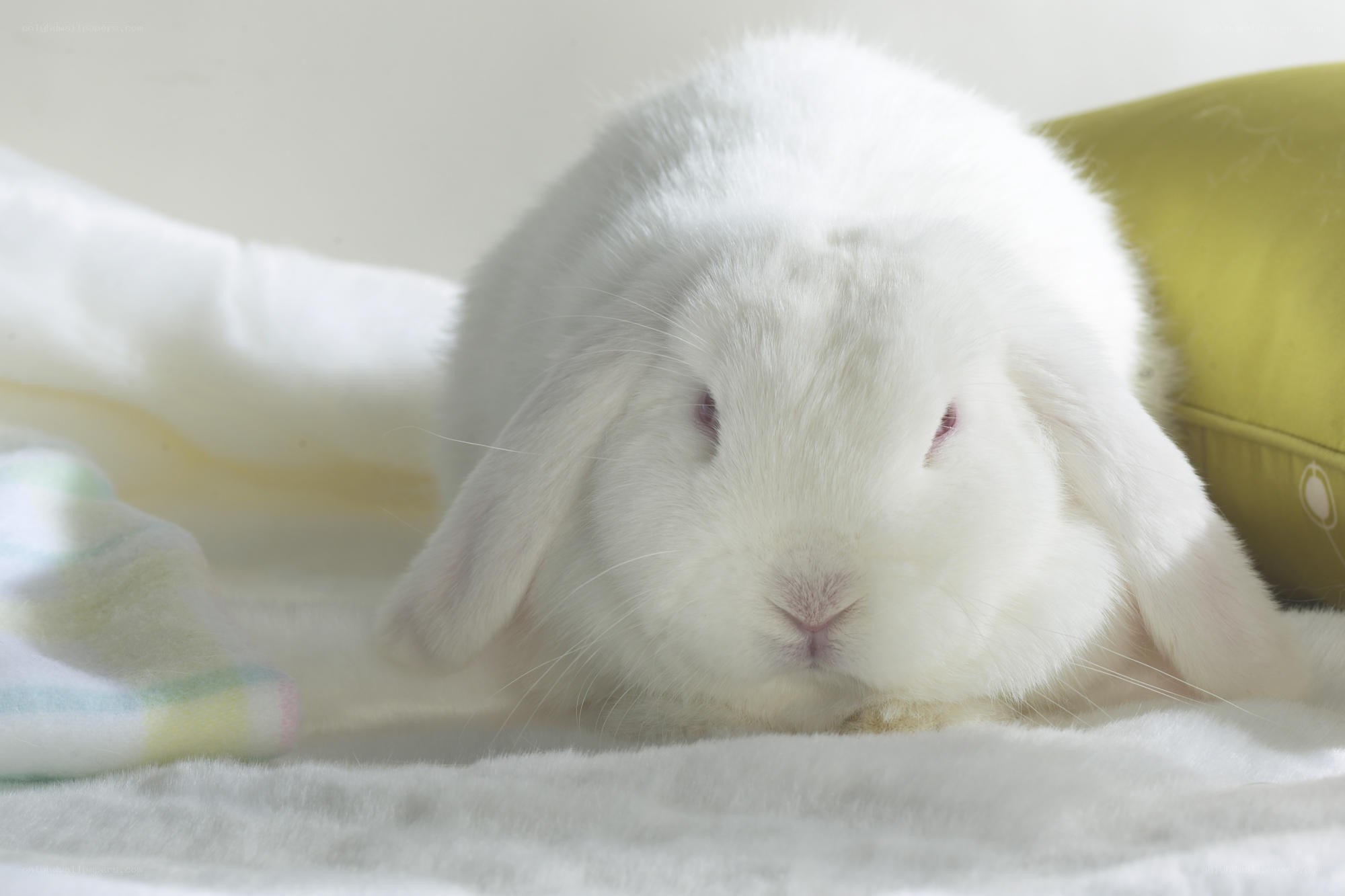 white rabbit resting on blanket