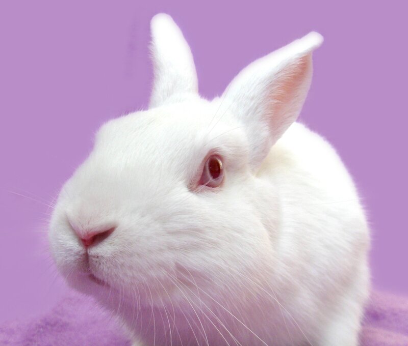 White Rabbit