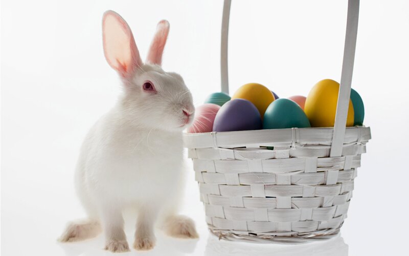 White Rabbit with Basket — Calm