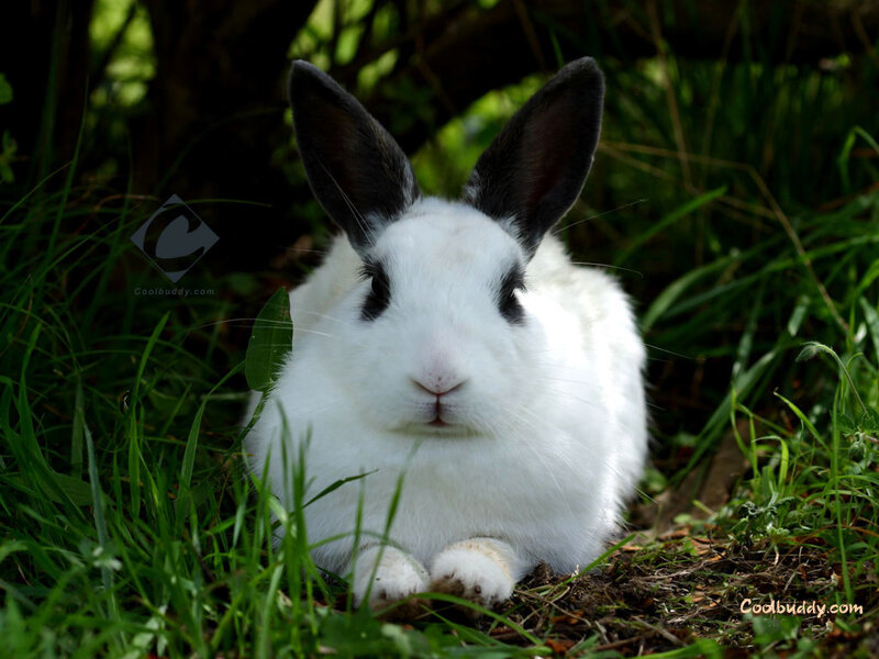 White Rabbit with Black Ears — Calm, Afternoon