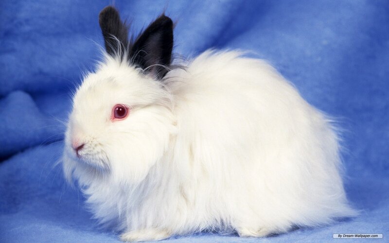 White Rabbit with Black Ears — Calm