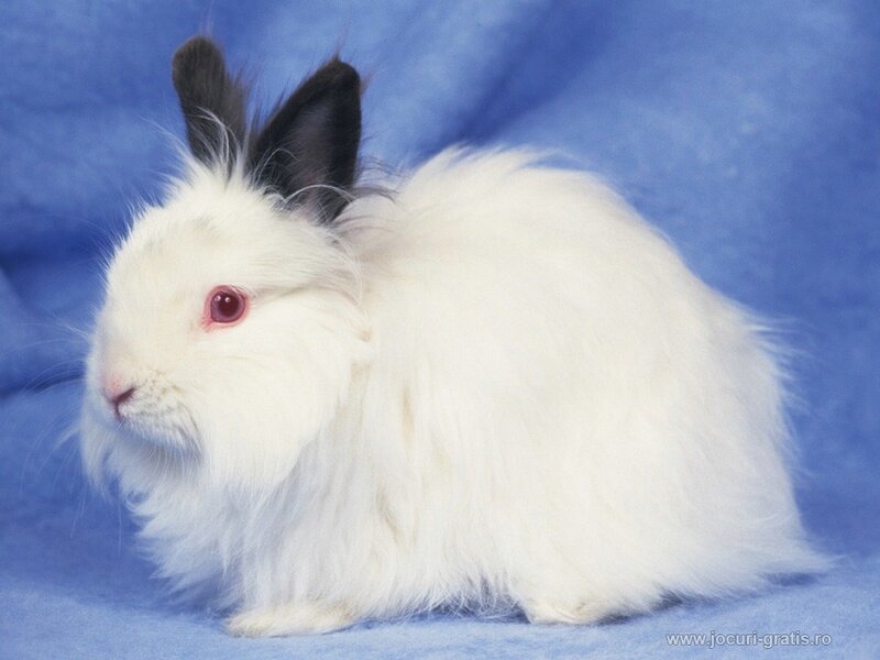 white rabbit with black ears