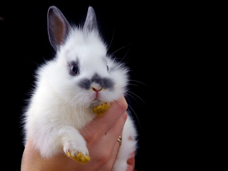 White Rabbit with Black Markings