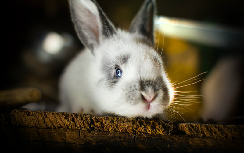 White Rabbit with Blue Eyes