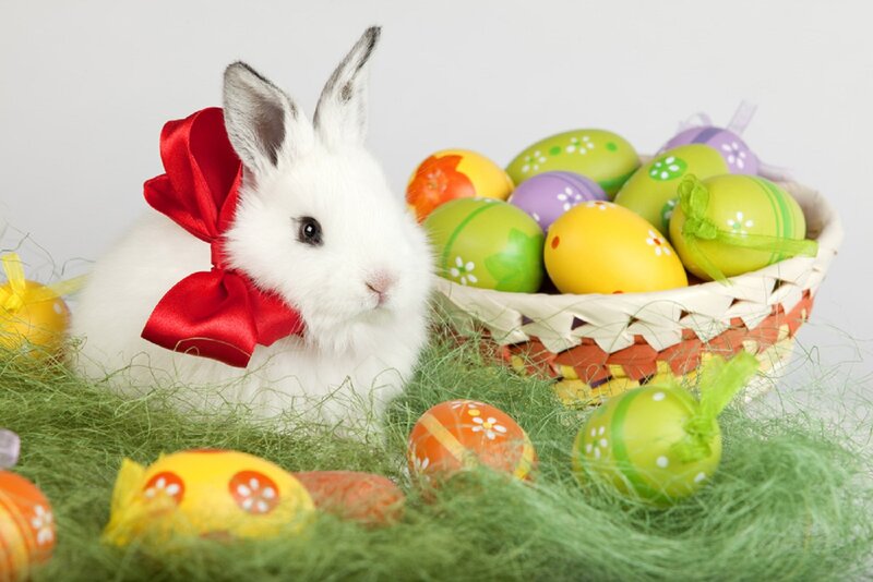 White Rabbit with Bow