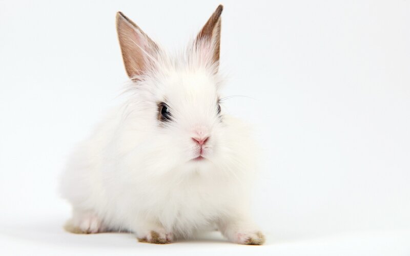 white rabbit with brown ears