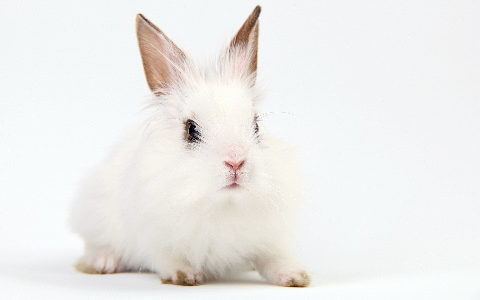 white rabbit with brown ears