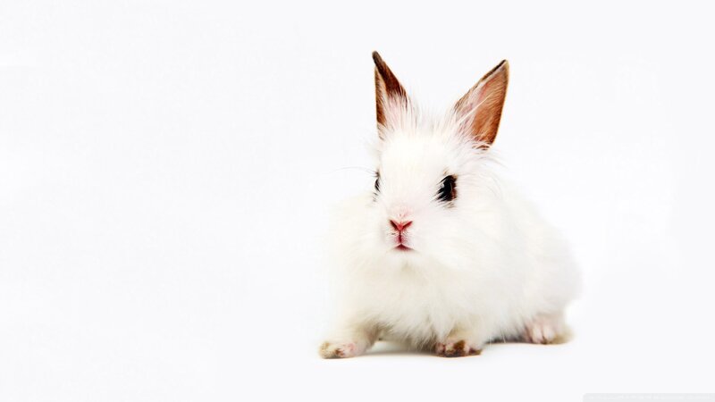 White Rabbit with Brown Ears — Calm