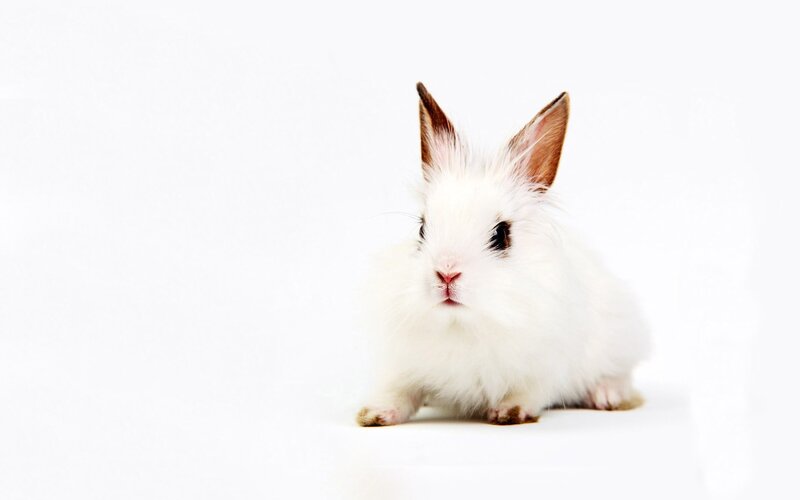 white rabbit with brown ears