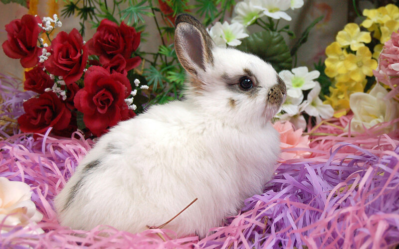 White Rabbit with Brown Spots