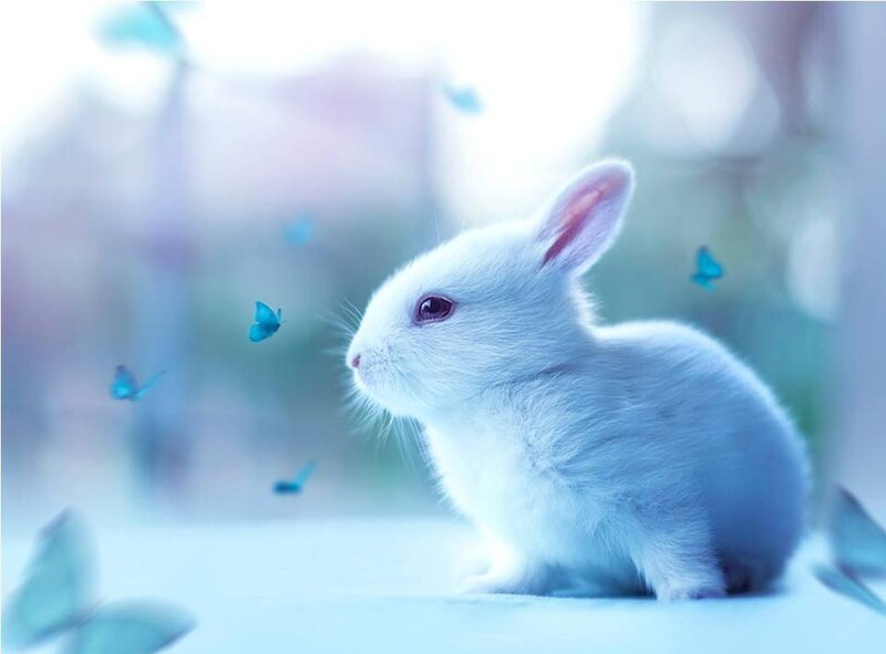 White Rabbit with Butterflies