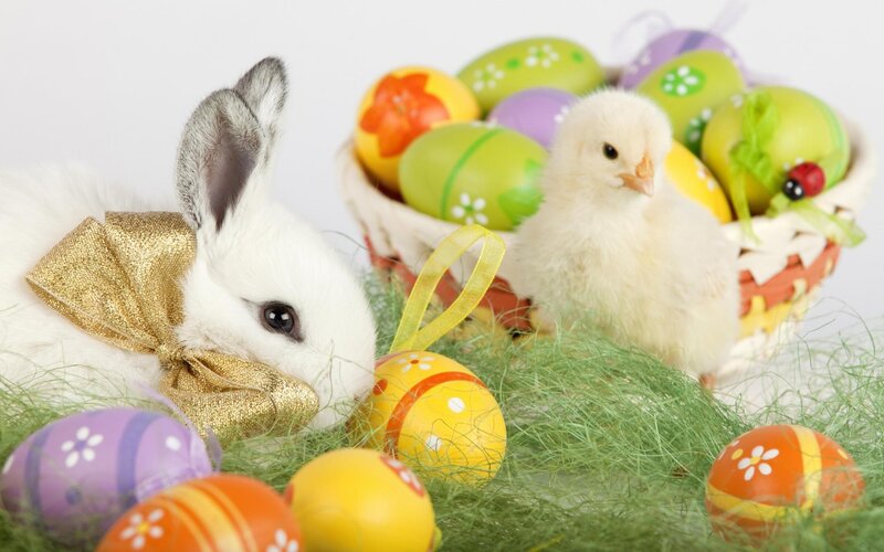 White Rabbit with Chick — Festive, Spring