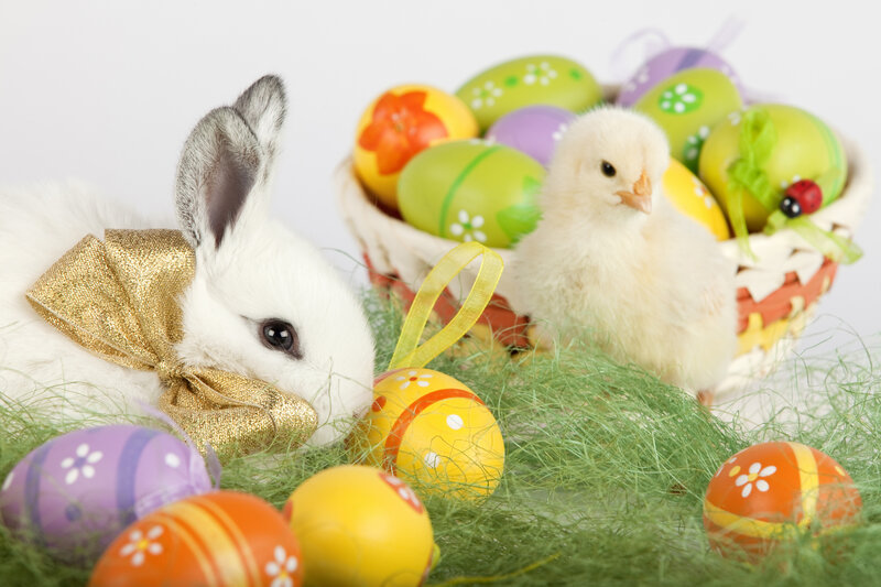 White Rabbit with Chick — Festive