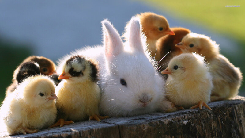 White Rabbit with Chicks — Peaceful, Morning, Photograph