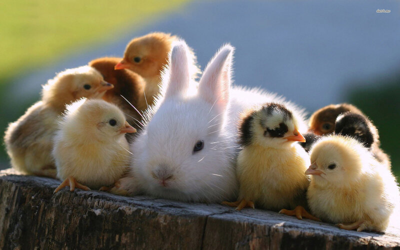 White Rabbit with Chicks — Peaceful, Morning