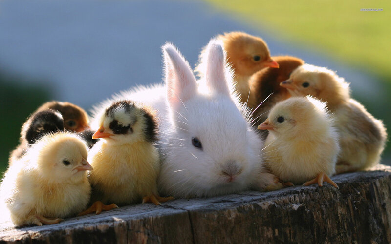 White Rabbit with Chicks — Peaceful