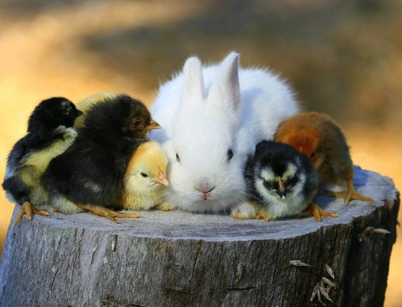 White Rabbit with Chicks