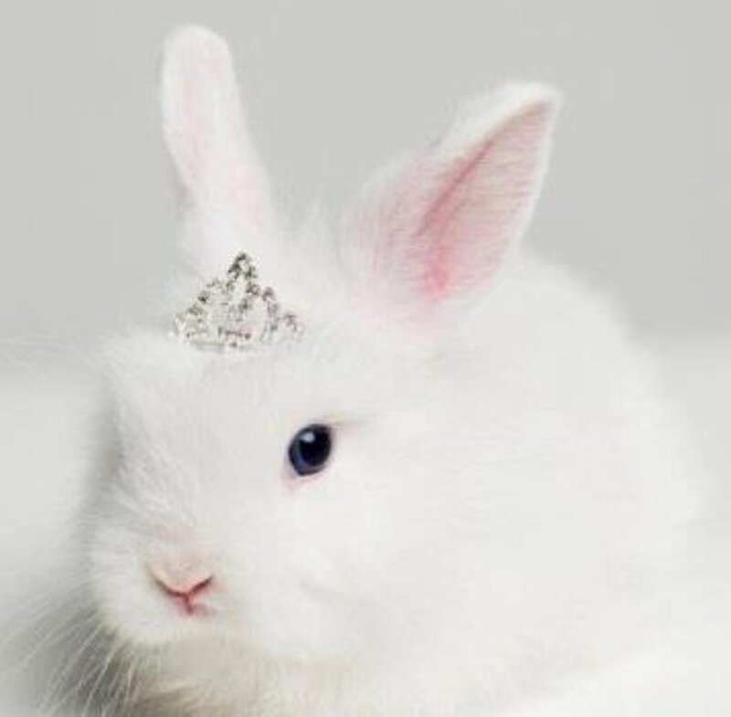 White Rabbit with Crown