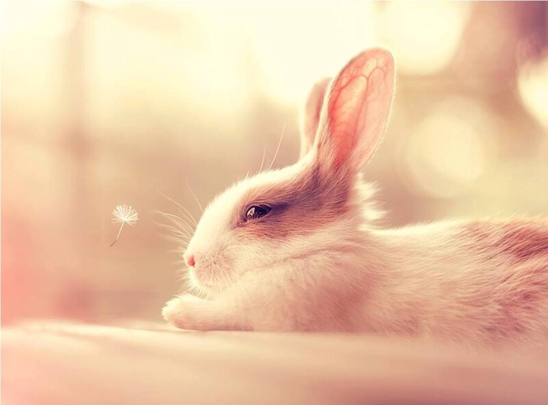 White Rabbit with Dandelion