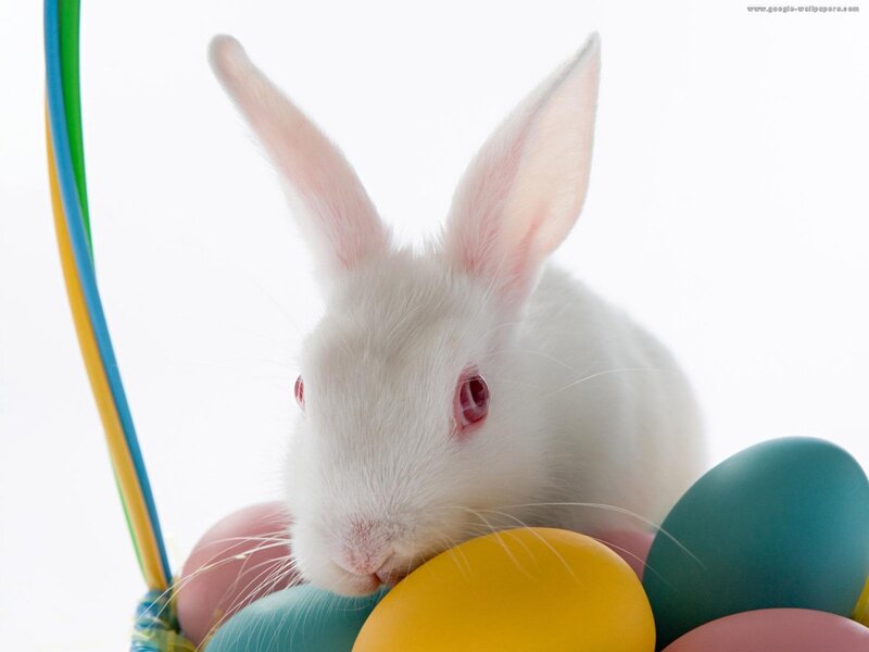White Rabbit with Eggs — Calm
