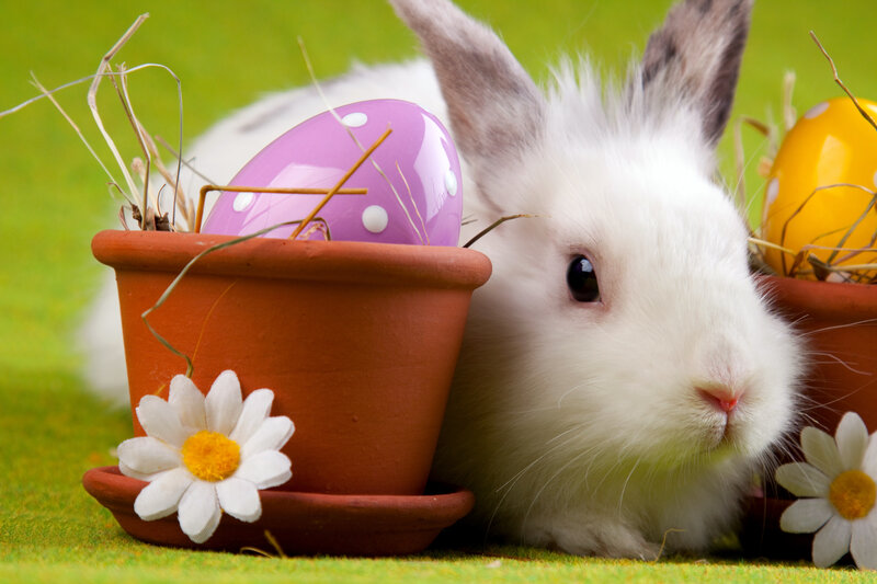White Rabbit with Eggs — Green