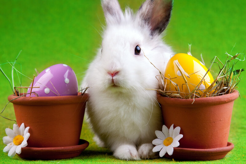 White Rabbit with Eggs