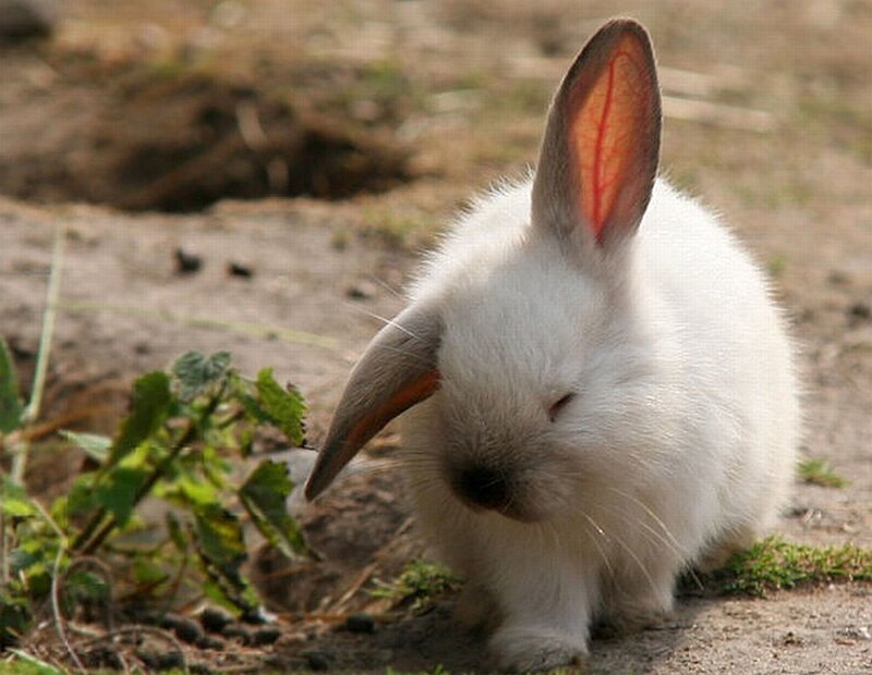 White Rabbit with Floppy Ears