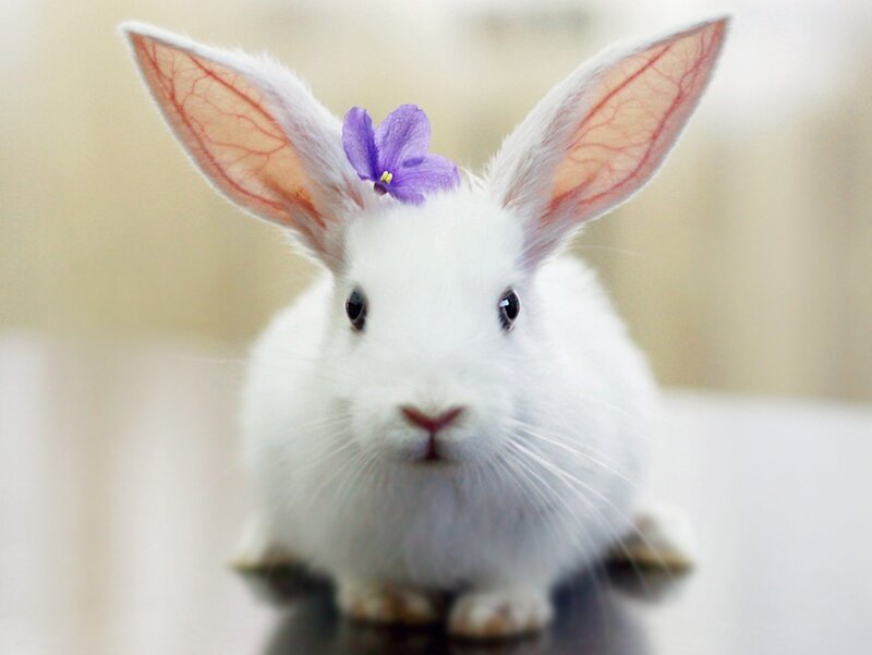 White Rabbit with Flower