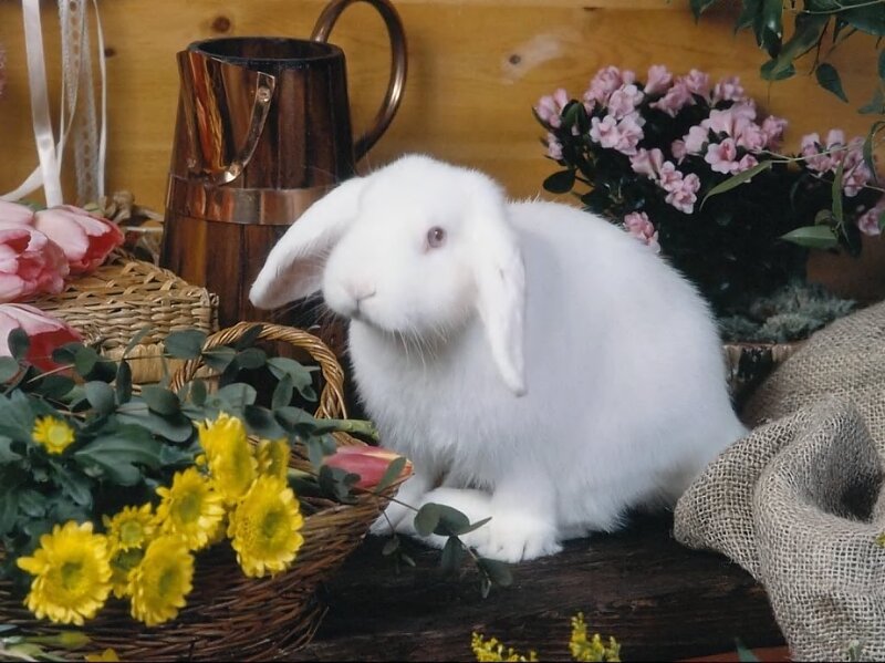 White rabbit with flowers