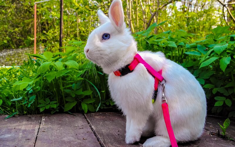 White Rabbit with Harness — Calm, Afternoon