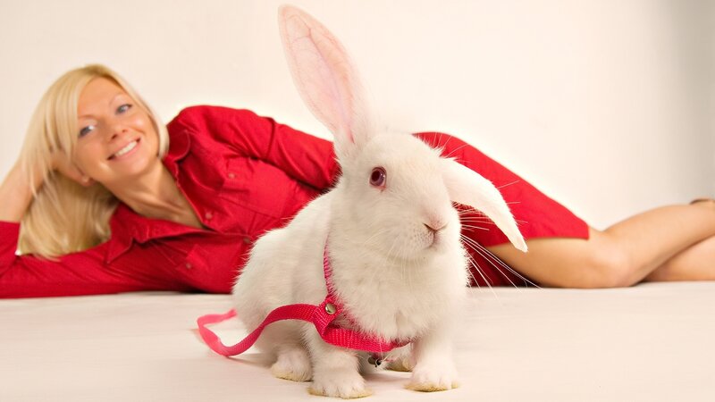 White Rabbit with Harness — Calm, Photograph