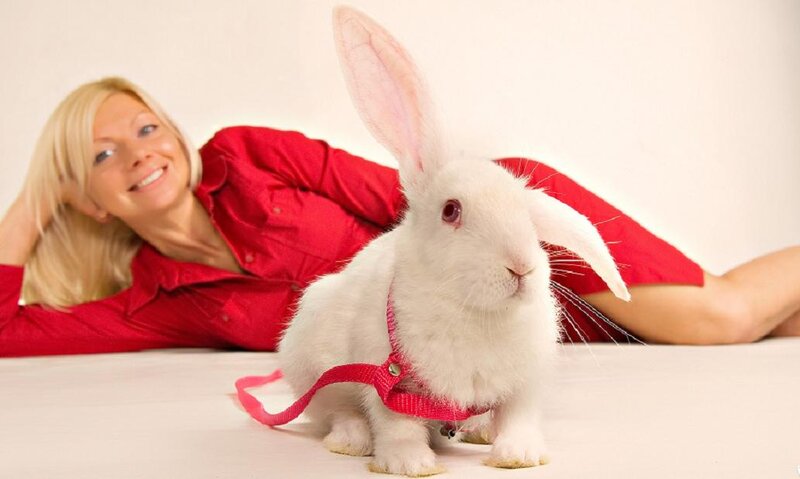 White Rabbit with Harness — Calm