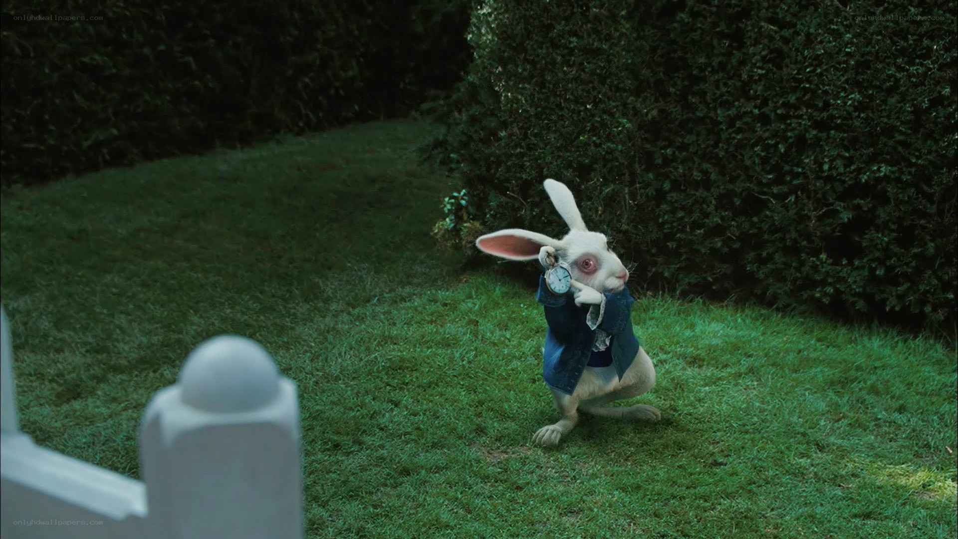 White rabbit with pocket watch