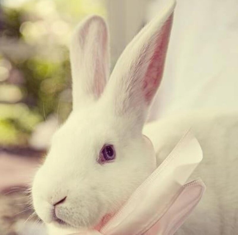 White Rabbit with Purple Eyes