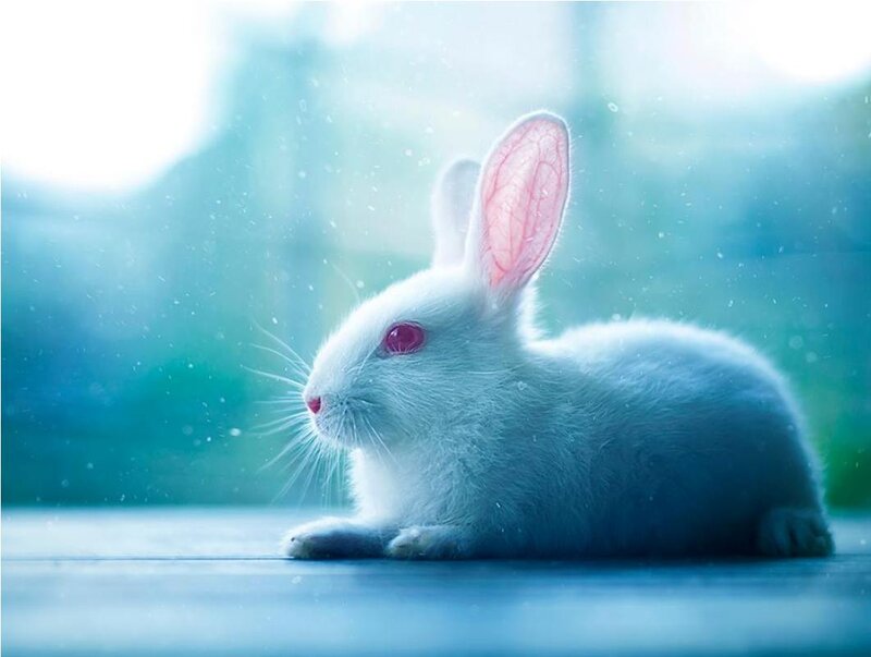 White Rabbit with Red Eyes — Serene