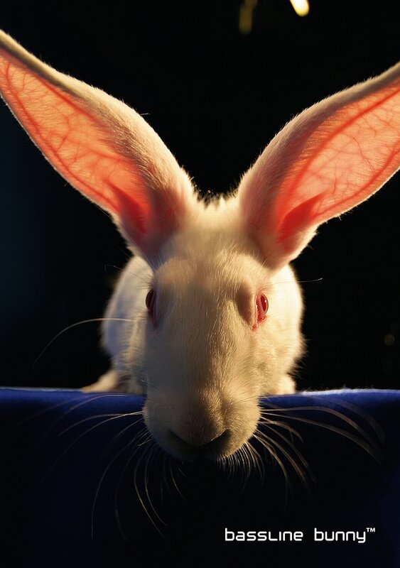 white rabbit with red eyes