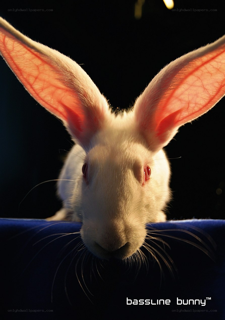 white rabbit with red eyes