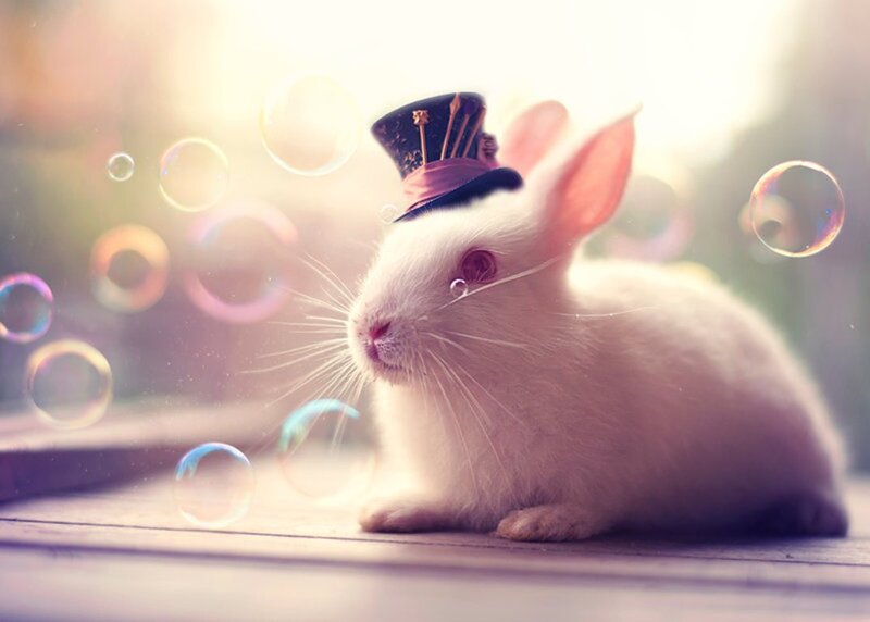 White Rabbit with Top Hat