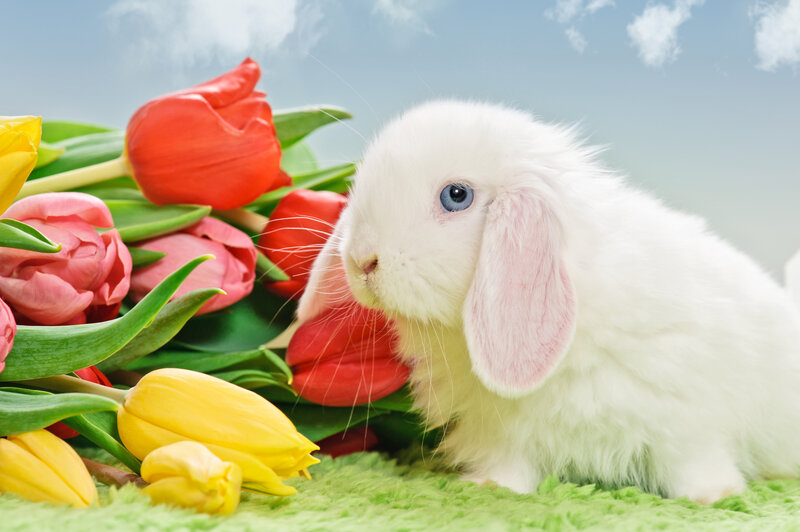 White Rabbit with Tulips — Serene