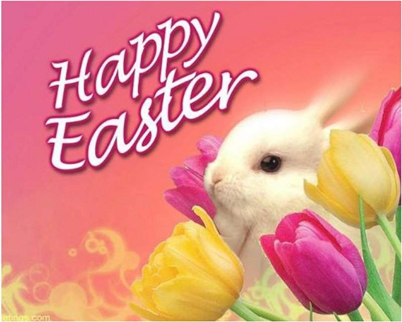 White Rabbit with Tulips